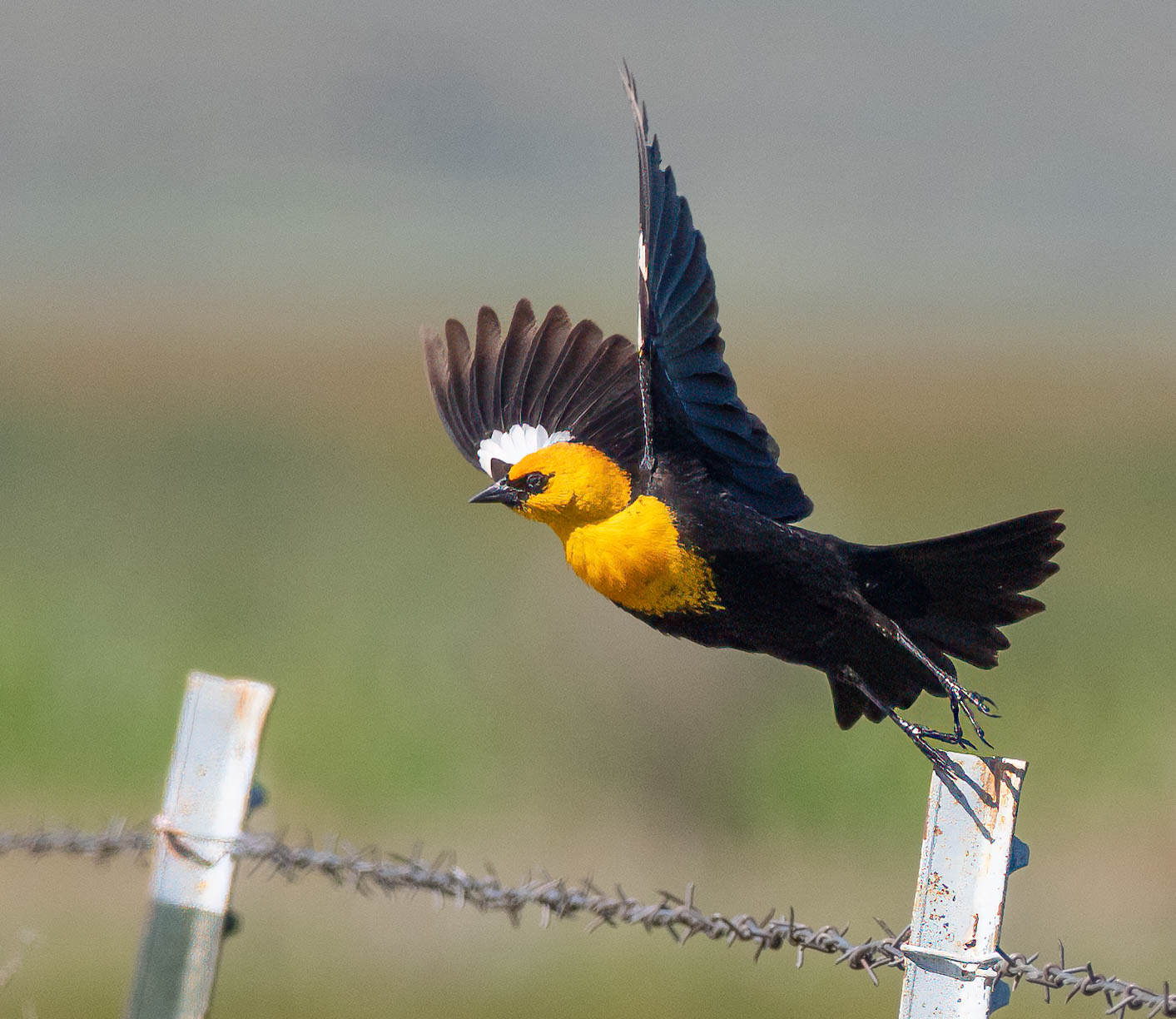 Yellow headed Blackbird in flight